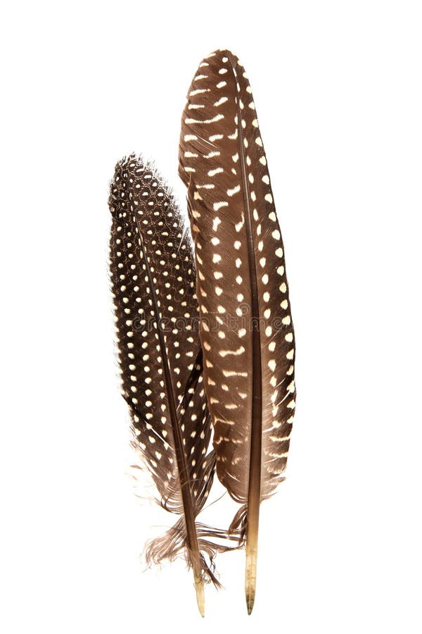 Two Guineafowl feathers with white spots against a white background. Two Guineafowl feathers with white spots against a white background