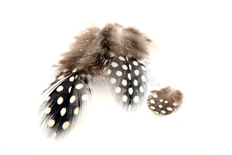 Guineafowl feathers with white spots and fluff. Guineafowl feathers with white spots and fluff