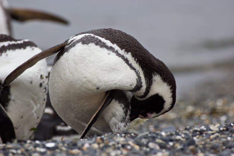 Piume di pulizia del pinguino sulla spiaggia nella regione artica immagini stock libere da diritti Piume di pulizia del pinguino sulla spiaggia nella regione artica immagini stock libere da diritti