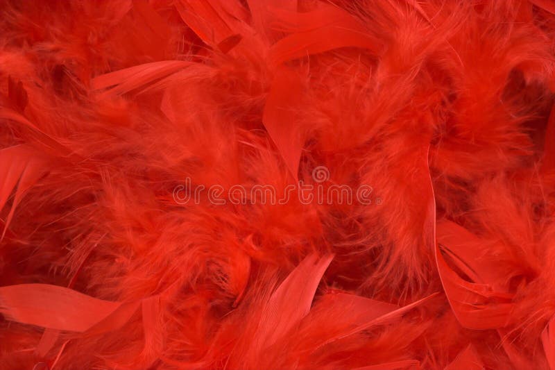 Piume rosse immagine stock. Immagine di morbidezza, piume - 4240253