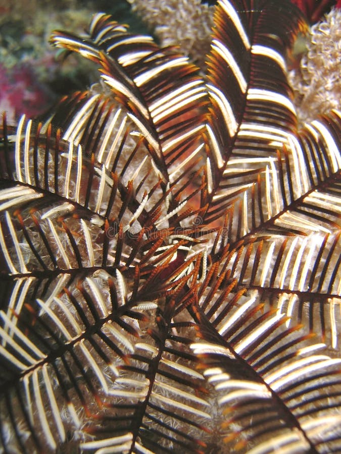 Piume colorate immagini stock libere da diritti