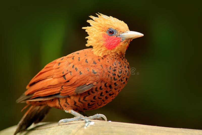 pivert de couleur châtaigne, castaneus de Celeus, oiseau de pâté de cochon avec le visage rouge de Costa Rica Pivert avec la crêt images stock pivert de couleur châtaigne, castaneus de Celeus, oiseau de pâté de cochon avec le visage rouge de Costa Rica Pivert avec la crêt images stock