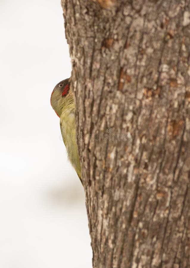 Pivert vert de dissimulation photographie stock