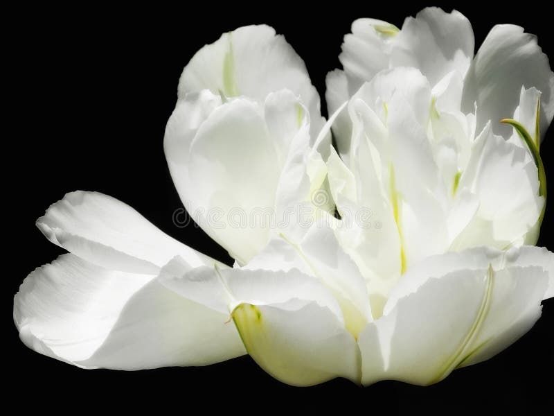 Pivoine blanche image stock Pivoine blanche image stock