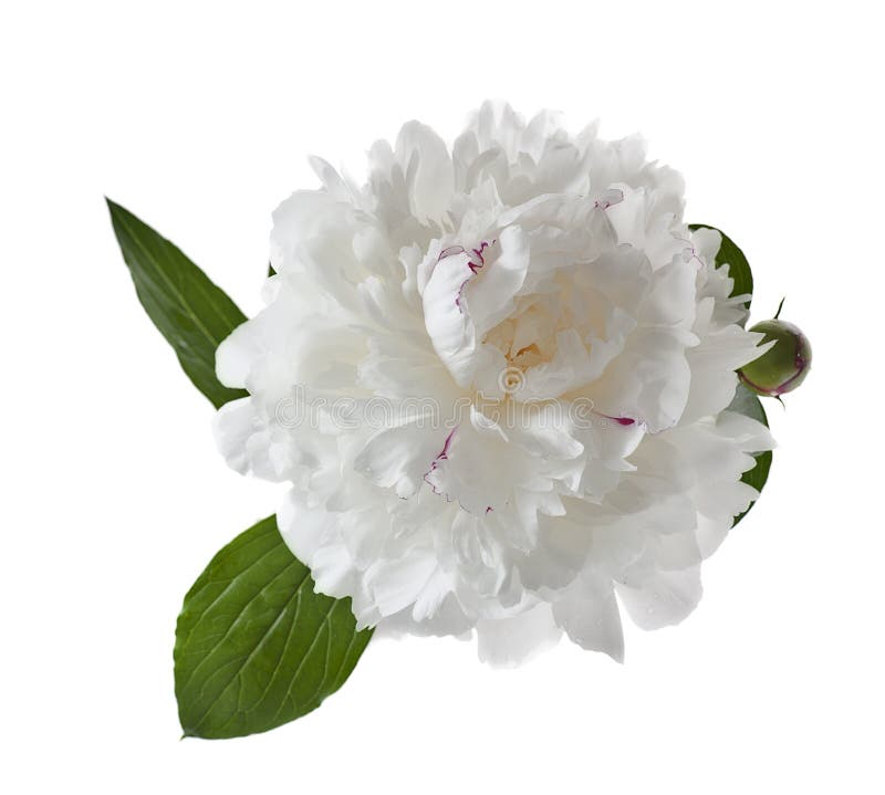 Pivoine blanche image stock. Image du jardin, abondant - 37802625