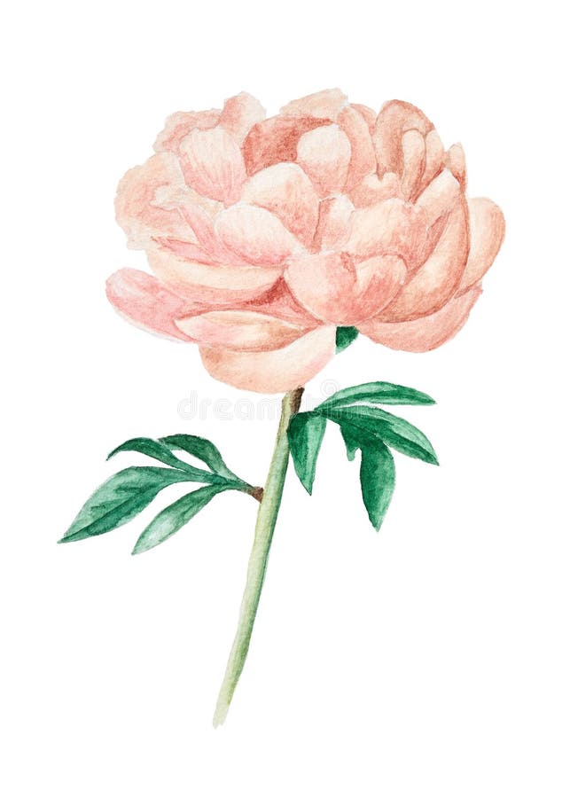 Pivoine rose tirée par la main d'isolement sur le blanc illustration libre de droits Pivoine rose tirée par la main d'isolement sur le blanc illustration libre de droits