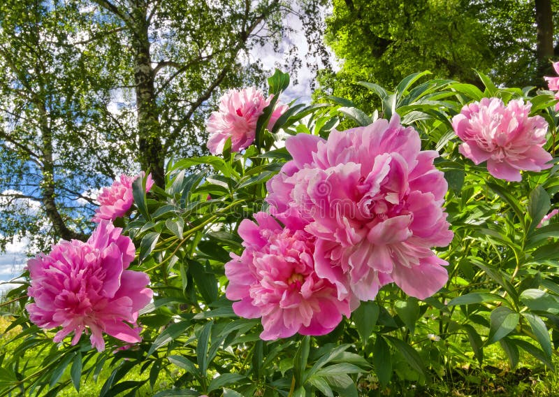 Pivoines roses photo stock Pivoines roses photo stock