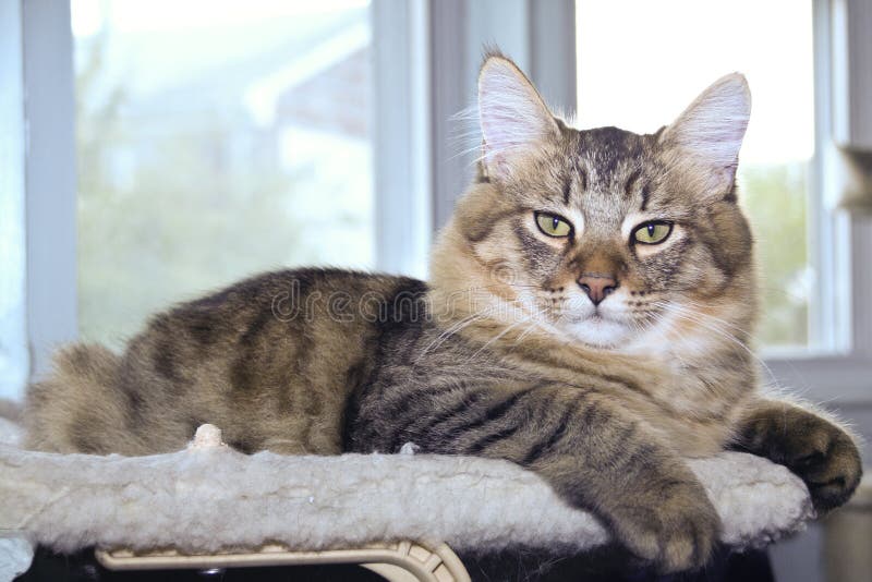 Pixie Bob Cat on Window Seat