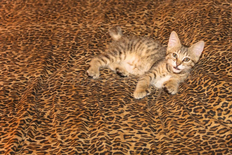 Pixie Bob Kitten on Leopard sheets