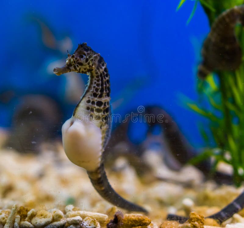 Piękny portret duży brzucha seahorse, popularny zwierzę domowe w aquaculture, tropikalna ryba od rzek Australia
