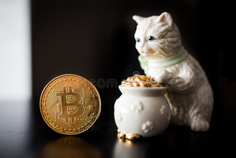 Pièce de monnaie simple de Bitcoin avec un chat photographie stock libre de droits Pièce de monnaie simple de Bitcoin avec un chat photographie stock libre de droits