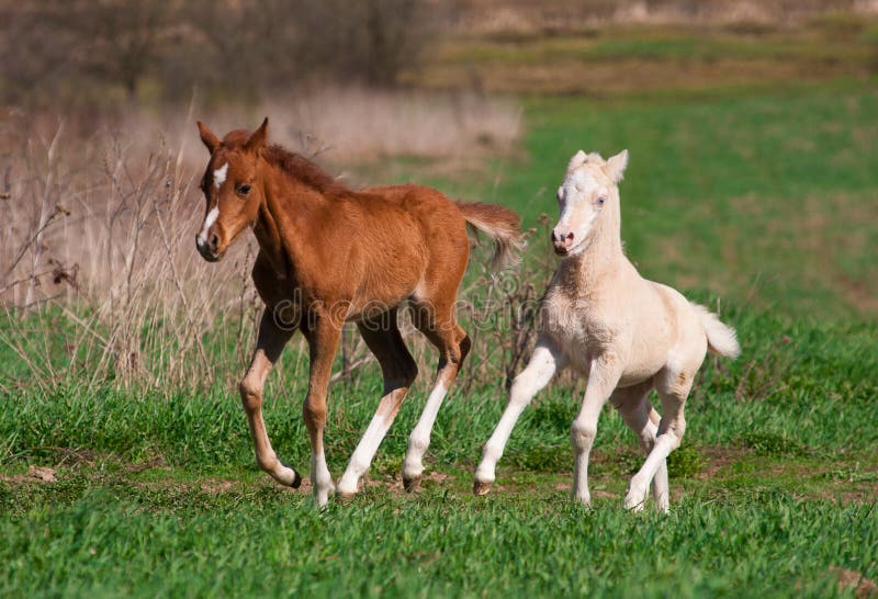 Welsh pony foals play on a meadow. Welsh pony foals play on a meadow