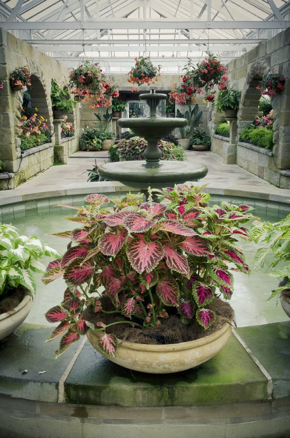 Pièce verte de jardin avec de belles centrales image stock Pièce verte de jardin avec de belles centrales image stock