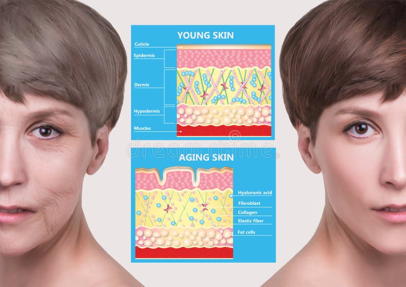 Più giovane pelle e pelle di invecchiamento elastina e collagene