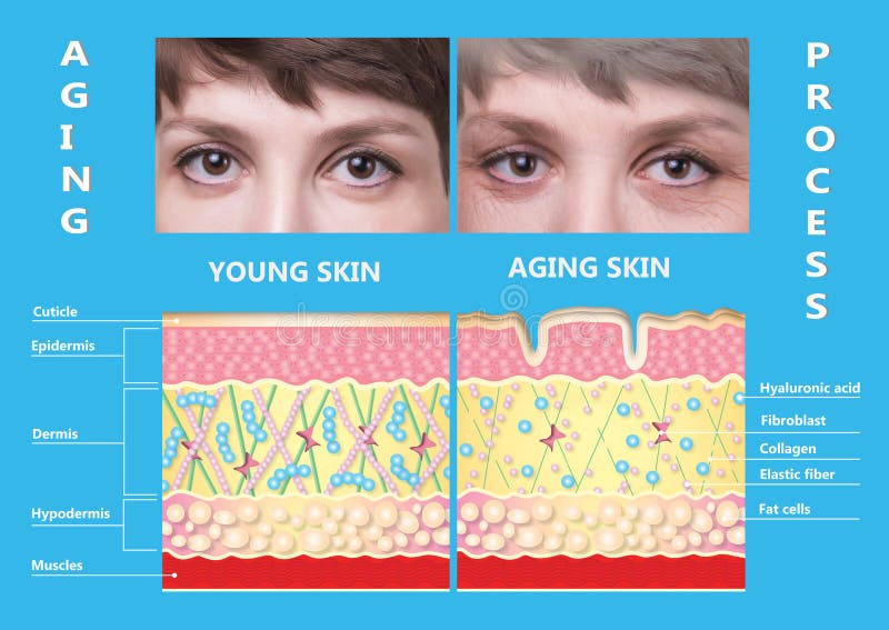 Più giovane pelle e pelle di invecchiamento elastina e collagene