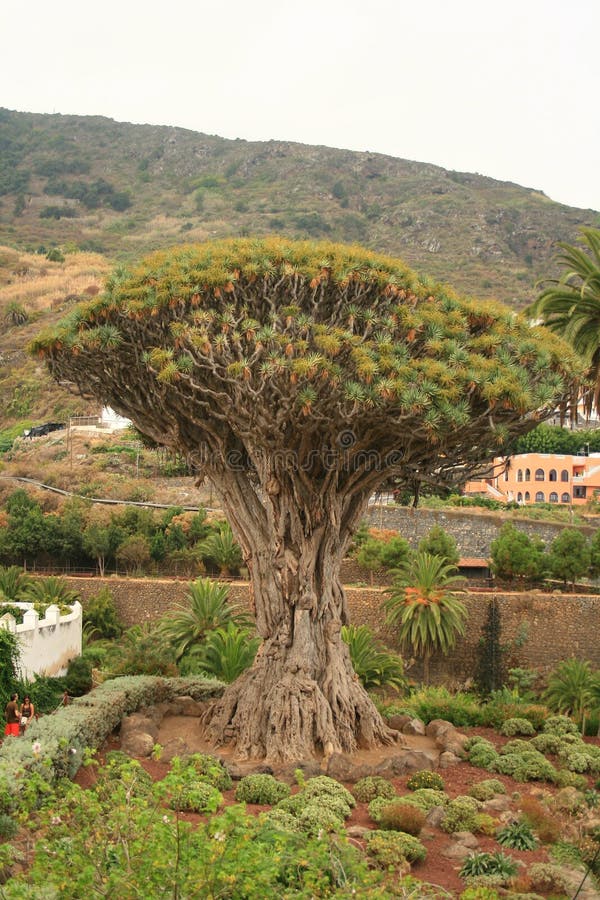 3000 years old draco tree in icod in Tenerife named so because its sap is red like dragon's blood and healthy. 3000 years old draco tree in icod in Tenerife named so because its sap is red like dragon's blood and healthy