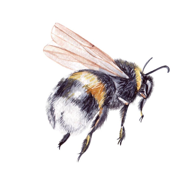 Piękna akwarela ustawiająca z insekt pszczołą royalty ilustracja Piękna akwarela ustawiająca z insekt pszczołą royalty ilustracja