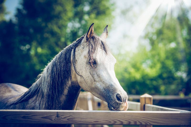 Piękna arabska szara końska głowa przy padoku ogrodzeniem przy lato natury tłem obrazy stock Piękna arabska szara końska głowa przy padoku ogrodzeniem przy lato natury tłem obrazy stock