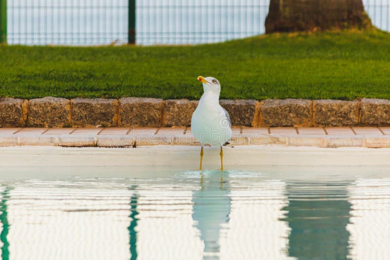 Piękna biała seagull pozycja w wodny patrzeć prosto przy ca zdjęcie royalty free Piękna biała seagull pozycja w wodny patrzeć prosto przy ca zdjęcie royalty free