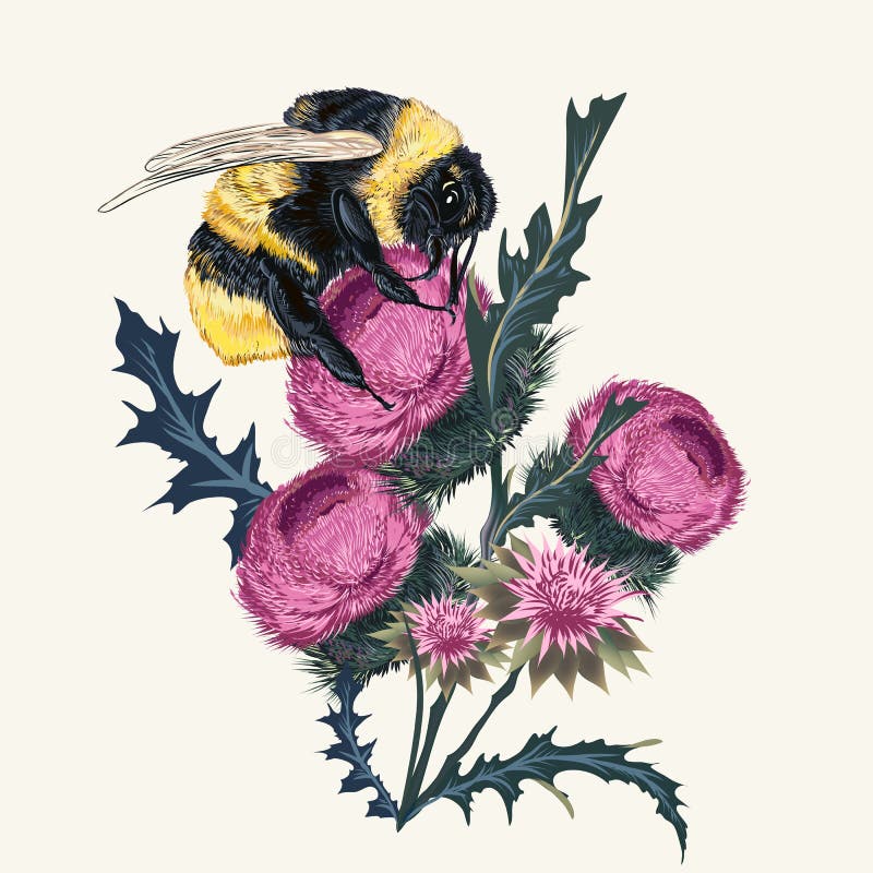 Piękna botaniczna mody ilustracja z wektorowym bumblebee i osetem Realistycznego rocznika botaniczny styl, insekta obsiadanie dal royalty ilustracja Piękna botaniczna mody ilustracja z wektorowym bumblebee i osetem Realistycznego rocznika botaniczny styl, insekta obsiadanie dal royalty ilustracja