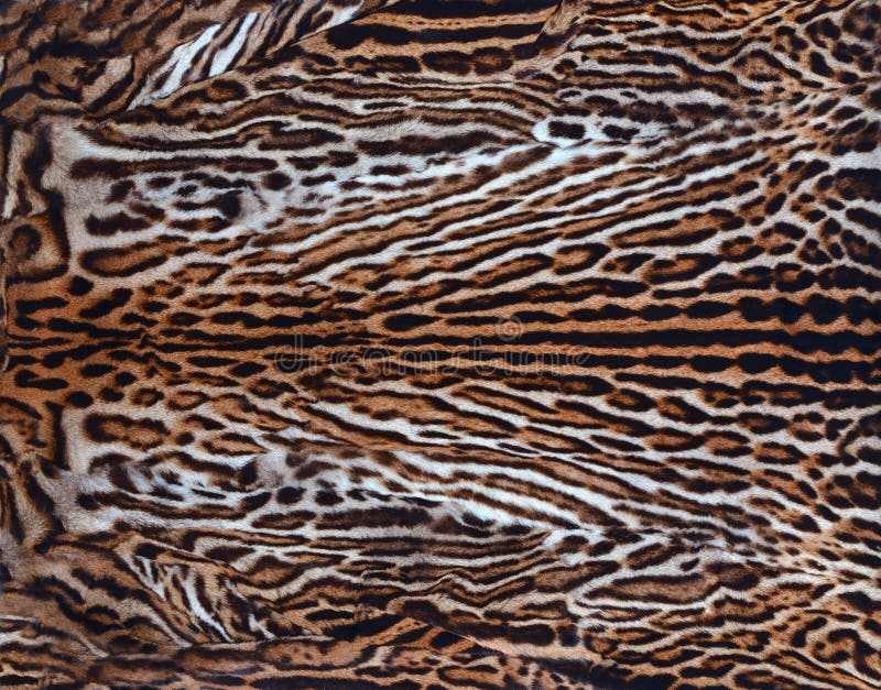 Beautiful real leopard skin texture. Beautiful real leopard skin texture