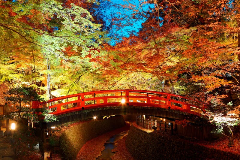 Piękna jesieni sceneria ogniści klonowi drzewa w japończyka ogródzie w Kitano Tenmangu świątyni