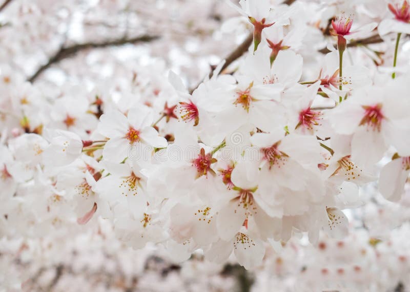 Piękna kwitnienie gałąź Biały Sakura Kwitnie lub Czereśniowy okwitnięcie Kwitnie kwitnienie na drzewie w Japonia, Naturalny tło zdjęcie royalty free Piękna kwitnienie gałąź Biały Sakura Kwitnie lub Czereśniowy okwitnięcie Kwitnie kwitnienie na drzewie w Japonia, Naturalny tło zdjęcie royalty free