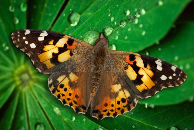Piękna motyla liść