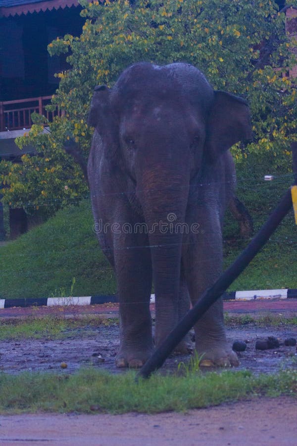 Nature & Wildlife of Sri Lanka. Turtles are reptiles of the order Chelonii. Therefore they are also called chelonians by researchers and conservationists. Chelonians are charaterized by the special bony shell or carapace, which is developed from their ribs and acts as a shield. Nature & Wildlife of Sri Lanka. Turtles are reptiles of the order Chelonii. Therefore they are also called chelonians by researchers and conservationists. Chelonians are charaterized by the special bony shell or carapace, which is developed from their ribs and acts as a shield.