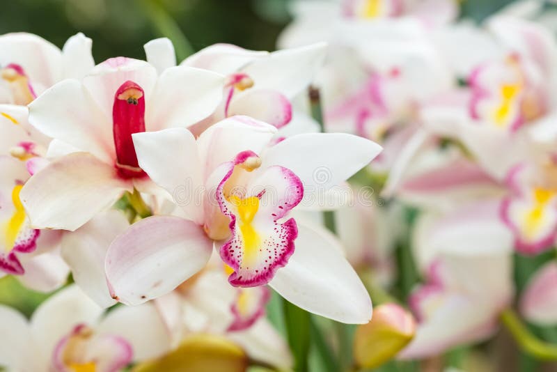 Piękna orchidea kwitnie w górę obrazy stock Piękna orchidea kwitnie w górę obrazy stock