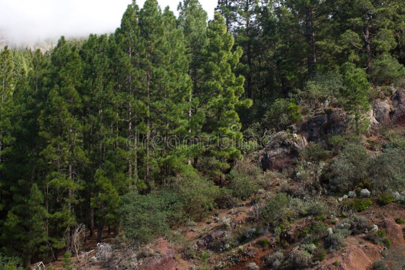 Piękna panorama sosnowy las z pogodnym letnim dniem Iglaści drzewa Podtrzymywalny ekosystem teide Tenerife zdjęcia stock Piękna panorama sosnowy las z pogodnym letnim dniem Iglaści drzewa Podtrzymywalny ekosystem teide Tenerife zdjęcia stock