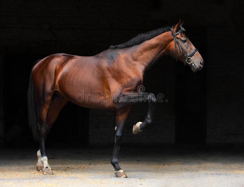 Bay purebred racehorse portrait in black background. Bay purebred racehorse portrait in black background