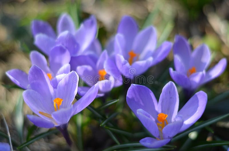 Piękna purpura kwitnie w Rosja zdjęcie royalty free Piękna purpura kwitnie w Rosja zdjęcie royalty free