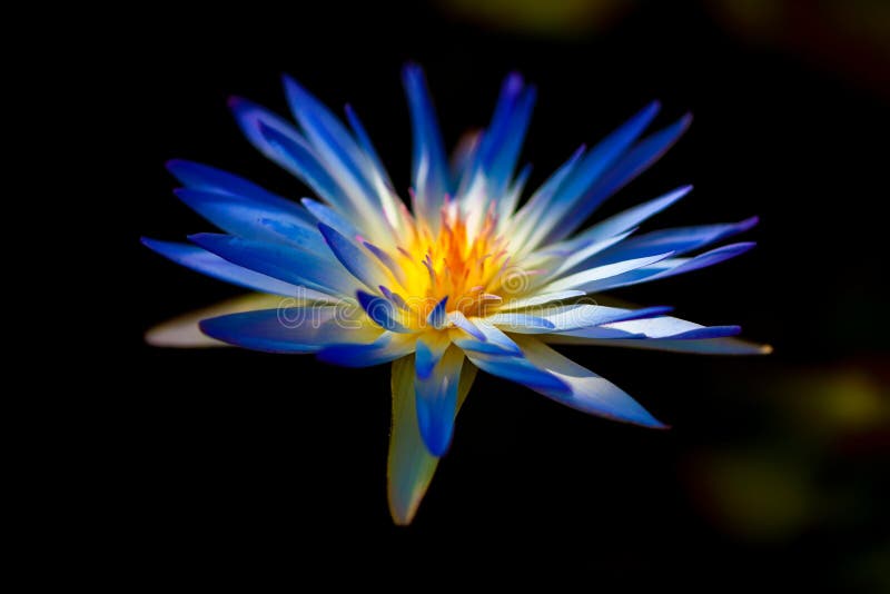 Piękna purpura waterlily jest w kwitnieniu obrazy stock Piękna purpura waterlily jest w kwitnieniu obrazy stock
