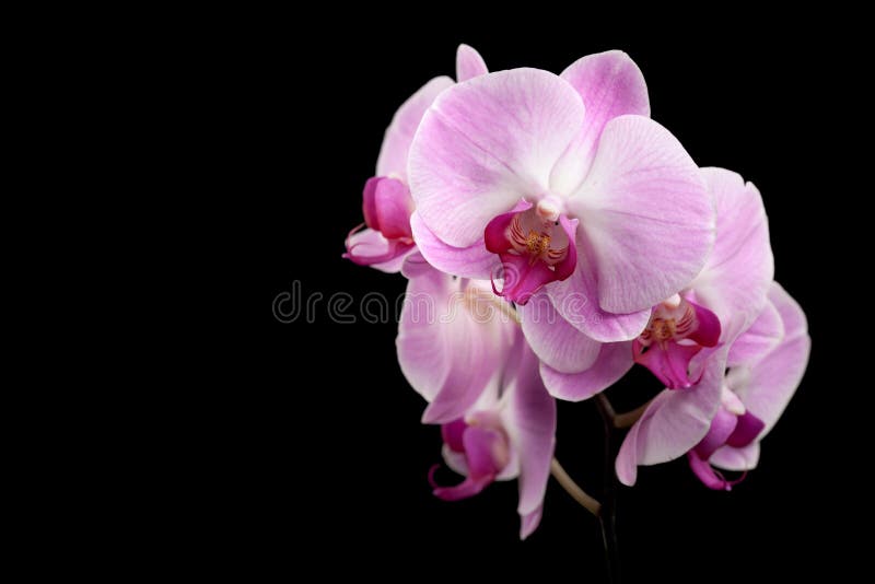 Piękna purpurowa orchidea kwitnie na czerni obraz royalty free
