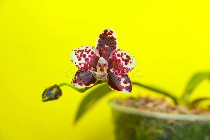 Piękna rzadka orchidea w garnku na żółtym tle