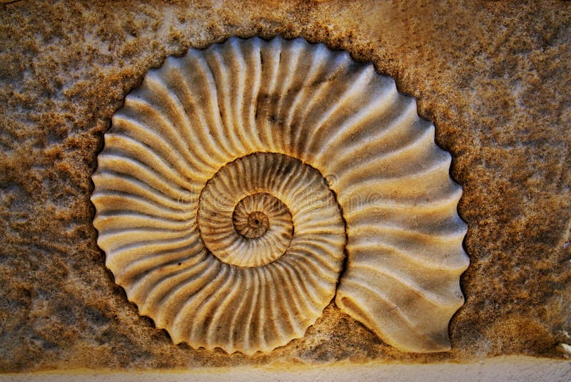 Picture of a Beautiful seashell. Picture of a Beautiful seashell