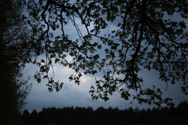 Piękna sylwetka gałęzi dębowych na wieczornych chmury niebo natura wiosna krajobraz koło lasu zdjęcie stock