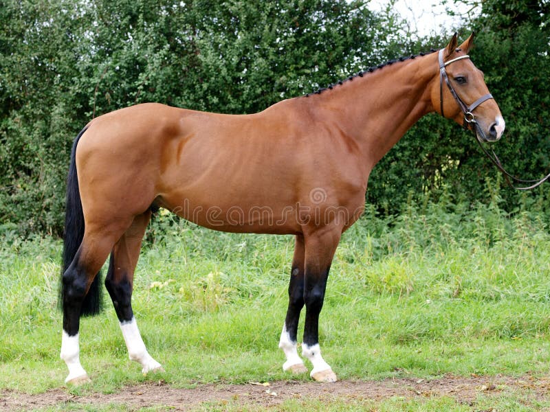 A beautiful bay plaited stallion in a bridle stands outside. A beautiful bay plaited stallion in a bridle stands outside.