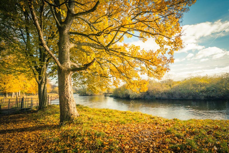 Piękna, złota jesieni sceneria z drzewami, i złoci liście w świetle słonecznym w Szkocja