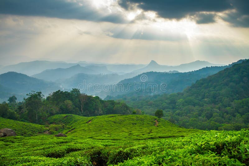 Piękna świeża zielonej herbaty plantacja w Munnar fotografia royalty free Piękna świeża zielonej herbaty plantacja w Munnar fotografia royalty free