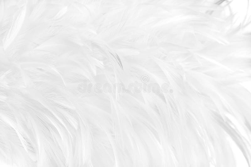 Piękne białe pióra ptasie