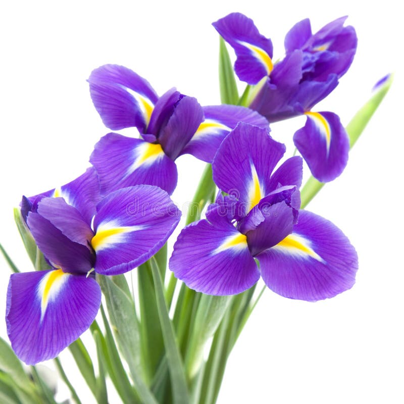 Piękne ciemne kwiatu irysa purpury