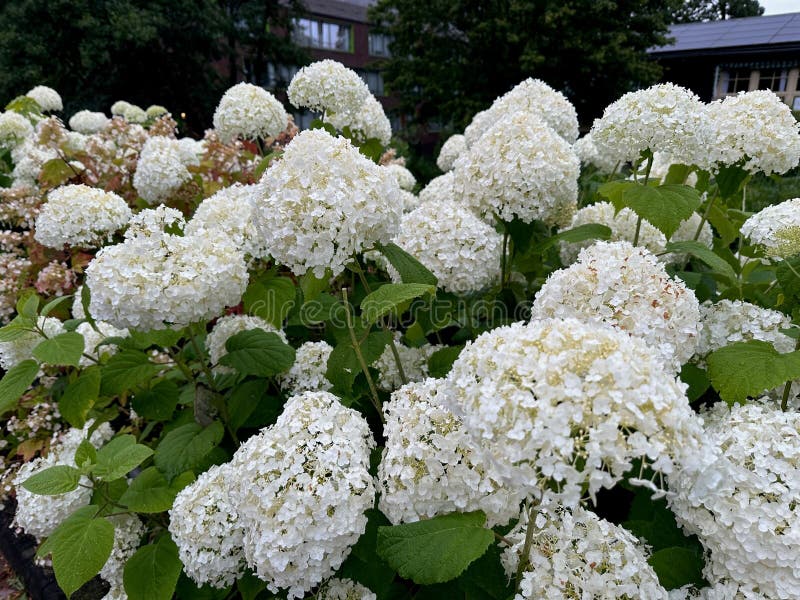 Piękne krzewy hydrangea kwitną na ulicy miejskiej obrazy stock