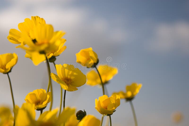 Piękne kwiaty 3 wilder żółty
