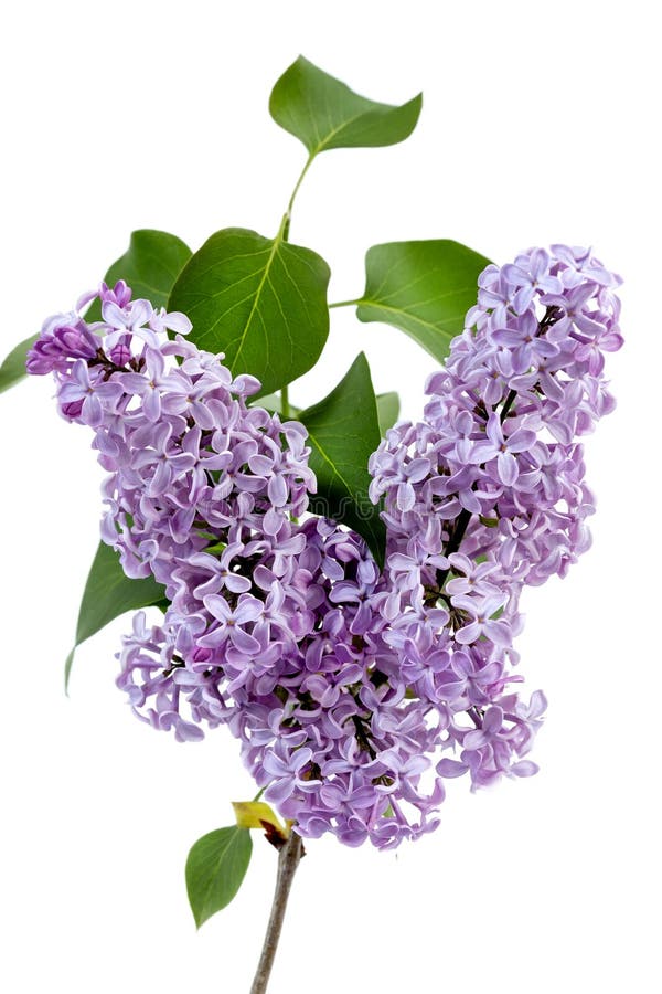 Piękne kwiaty lilac kwitną wiosną obrazy stock