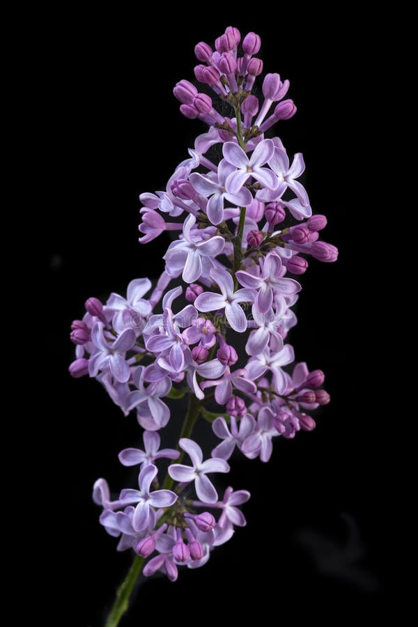 Piękne kwiaty lilac w eleganckim wyświetlaczu zdjęcia royalty free