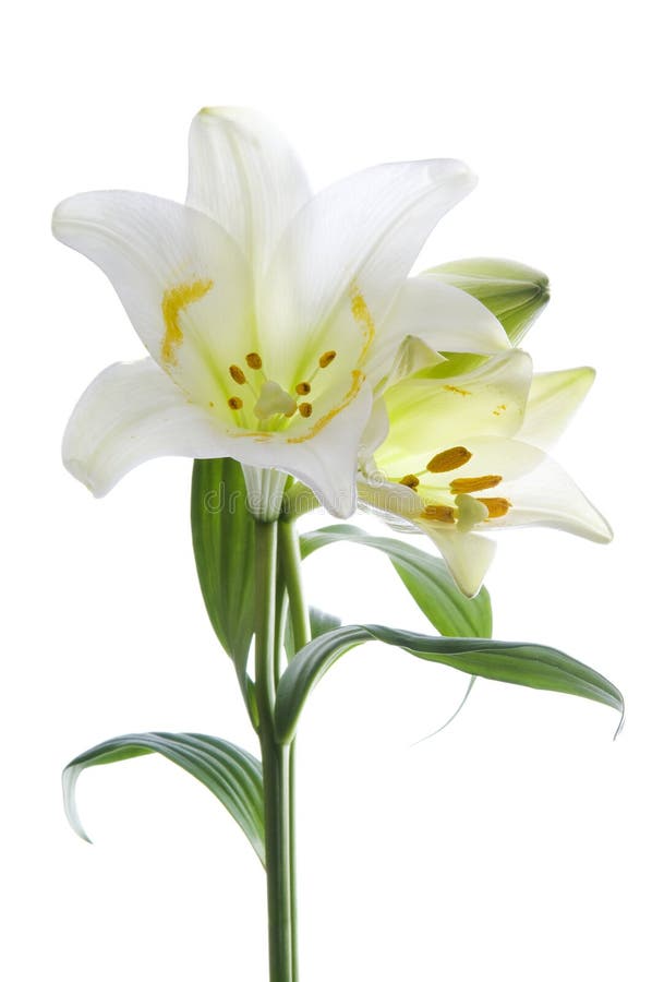 Beautiful lily flowers on white. Luxury white easter lily flower with long green stem isolated on white background. Studio shot. Beautiful lily flowers on white. Luxury white easter lily flower with long green stem isolated on white background. Studio shot.