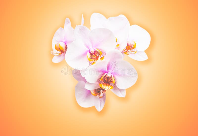 piękne kwiaty storczykowi Brzoskwinia koloru tło z kopii przestrzenią fotografia royalty free piękne kwiaty storczykowi Brzoskwinia koloru tło z kopii przestrzenią fotografia royalty free