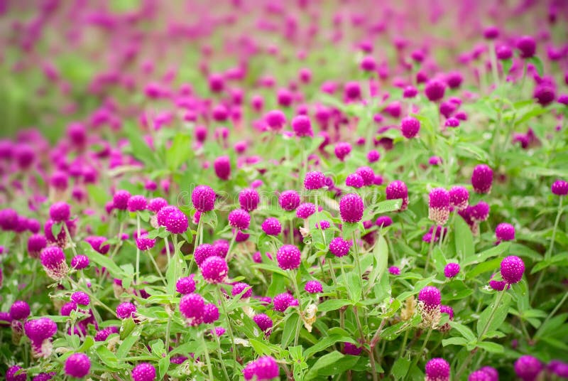 Piękne kwiatów globosa gomphrena purpury zdjęcia royalty free